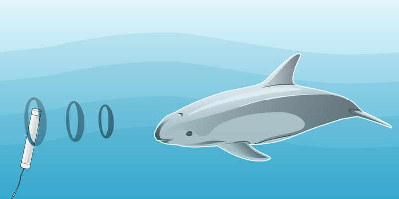 How the hydrophones detect vaquitas (© WWF-Mexico)